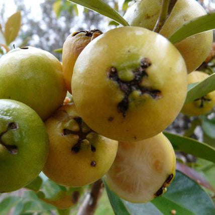 Yellow Strawberry Guava Live Palnt (Psidium Cattleianum)