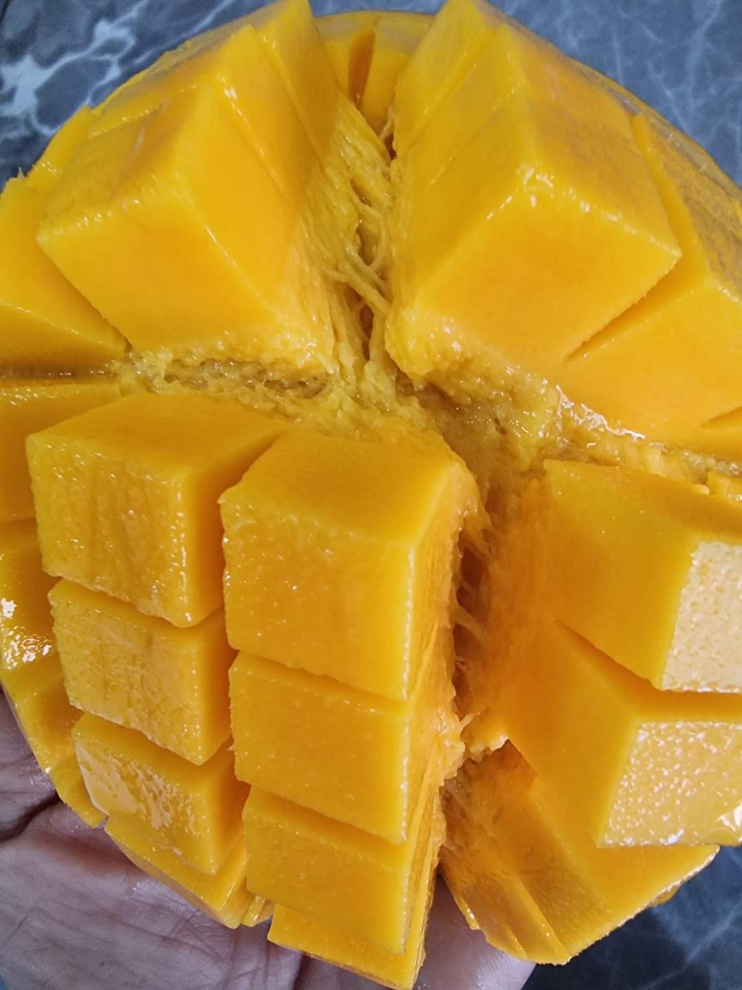 Yuwen Mango Live Plant