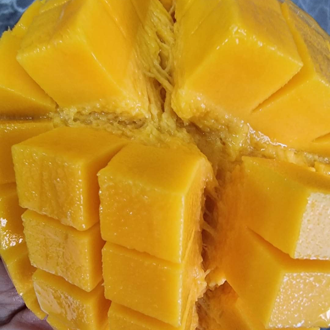 Yuwen Mango Live Plant