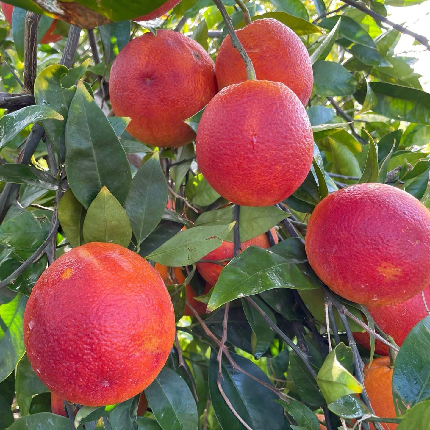 Amoa 8 Blood Orange Live Plant