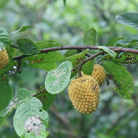 Annona Jahnii Fruit Plant (Annona Jahnii)