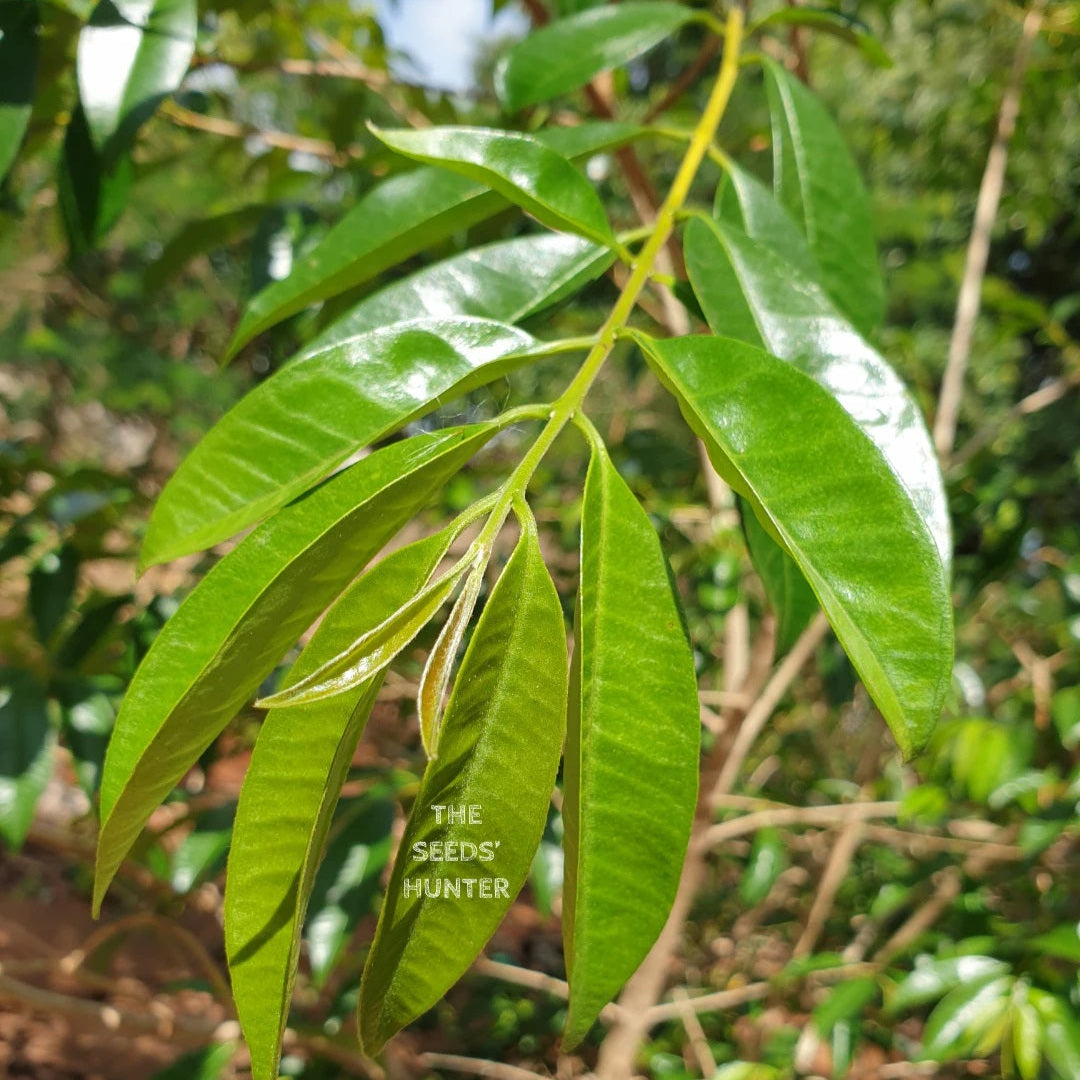 Annona leptopetala live plant