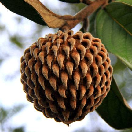 Annona Monticola Fruit plant (Annona Monticola)