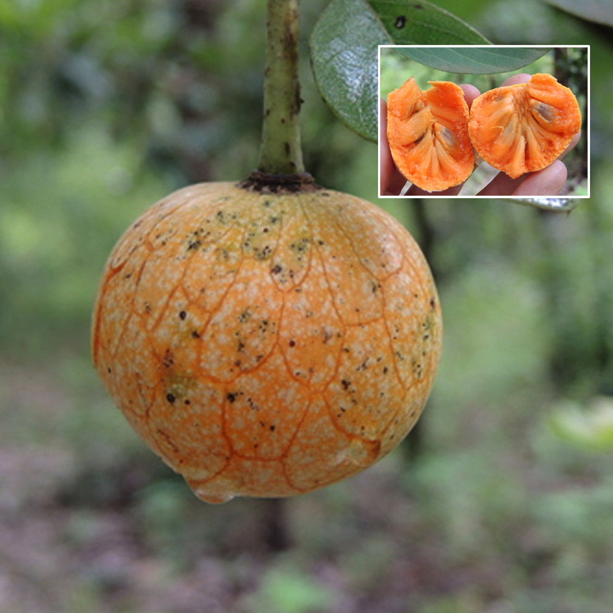 African Custard-Apple Fruit Plant (Annona Senegalensis)