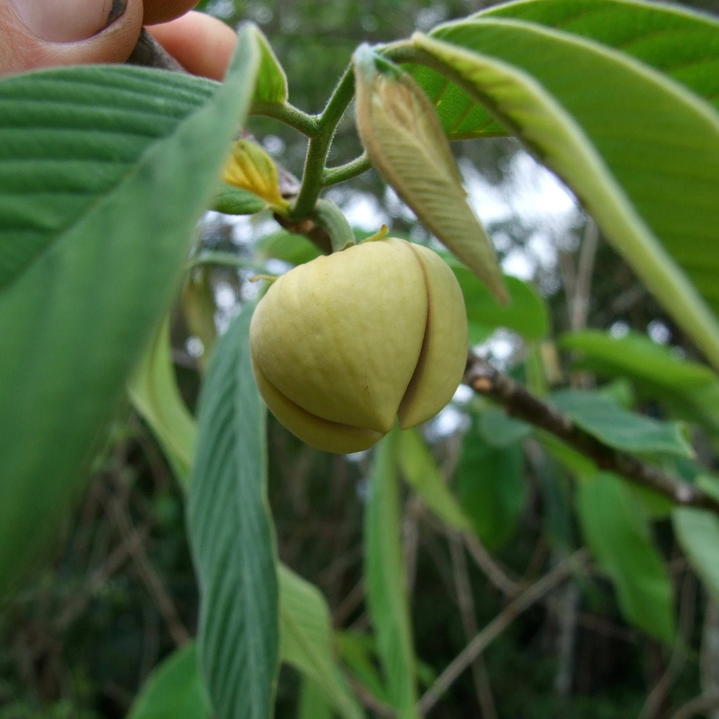 Sprague's Custard Apple Fruit Plant (Annona spraguei)