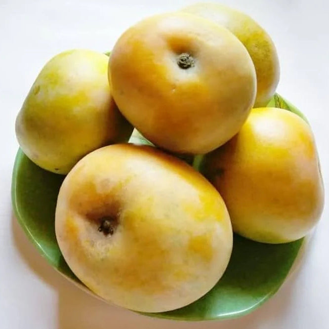 Apple Rumani Mango Live Plant (Mangifera indica)