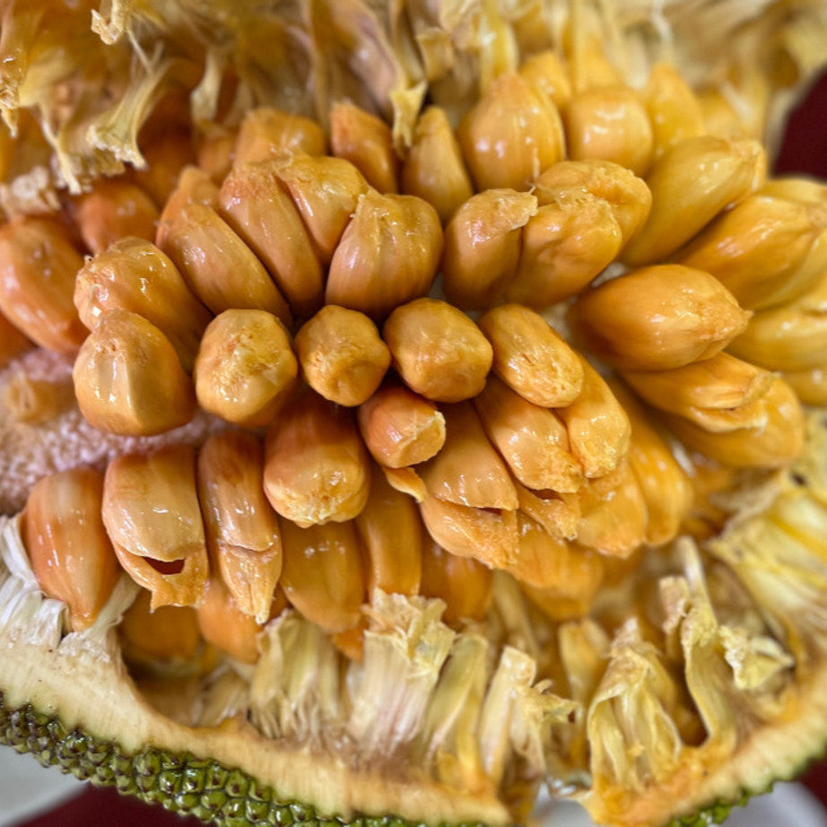 Sri Gading Chempejack Live Plant (Artocarpus heterophyllus x integer)