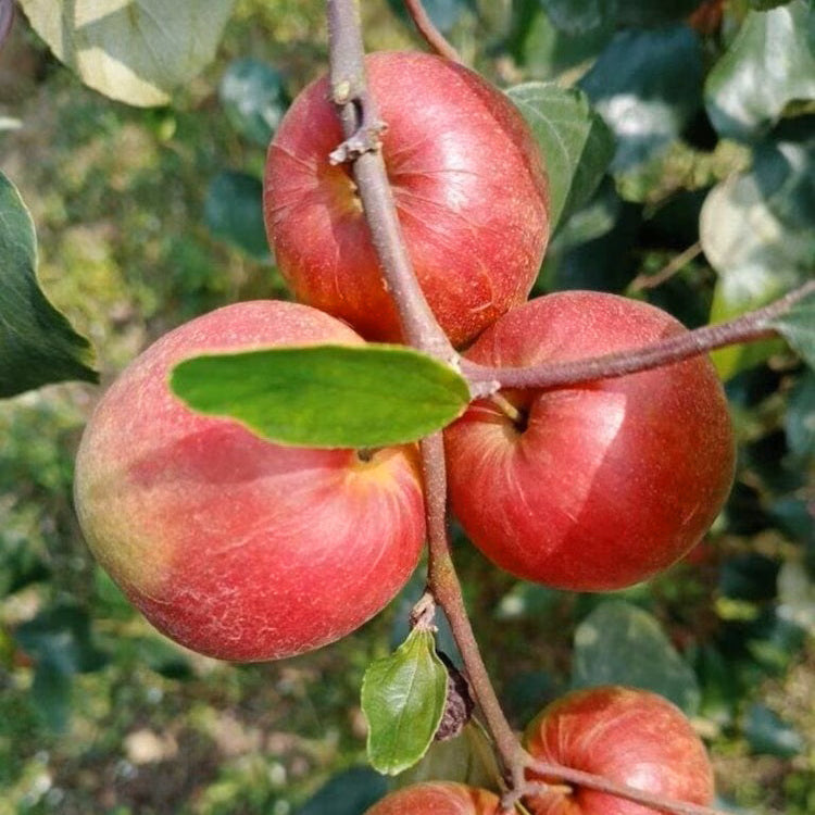 Ball Sundari Apple Ber Live Plant (Ziziphus mauritiana)