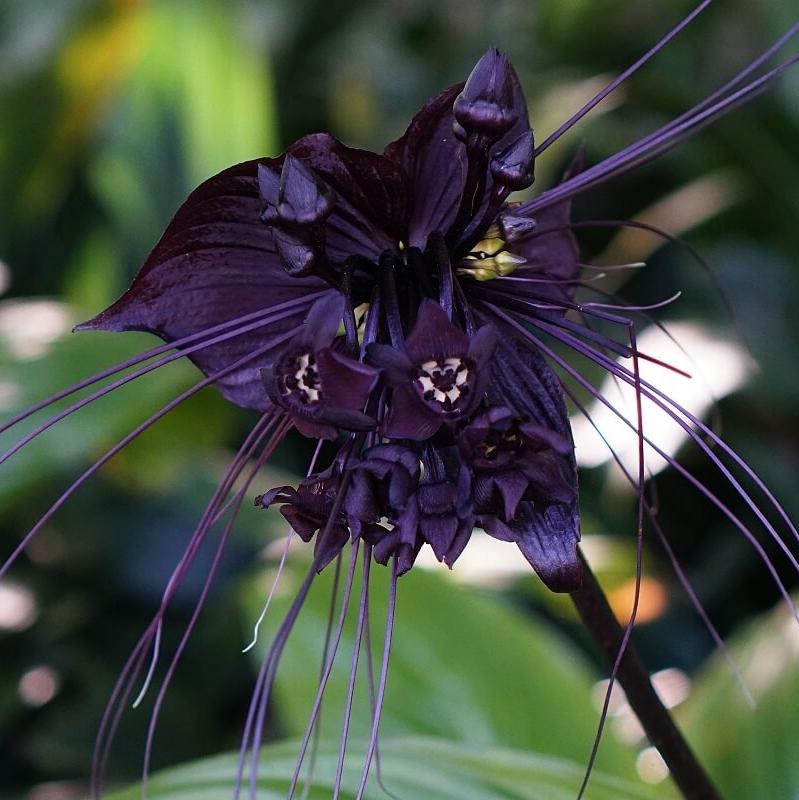bat flower lily Bat Flower Live Plant (Tacca chantrieri) – veliyathgardens