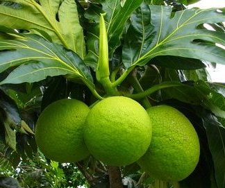 Breadfruit Plants (Artocarpus Altilis)