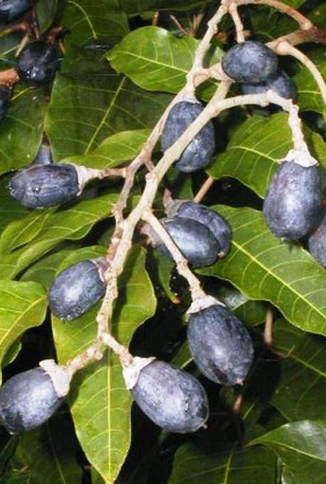 African Olive Fruit Plant (Canarium schweinfurthii)