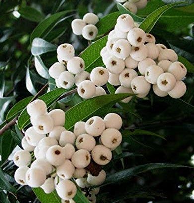 Cat Eye Fruit Plants (Syzygium Zeylanicum)