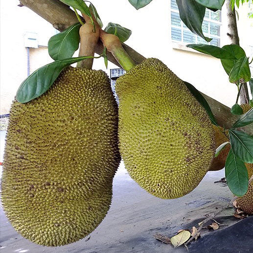 Cheena Chempedak Live Plants