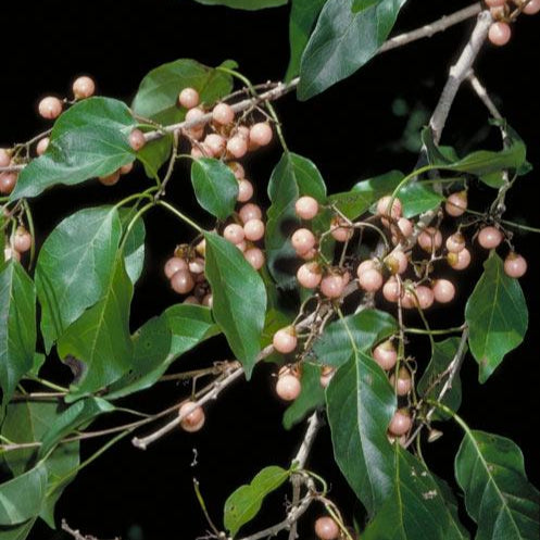 Clammy Cherry Fruit Plant (Cordia dichotoma)