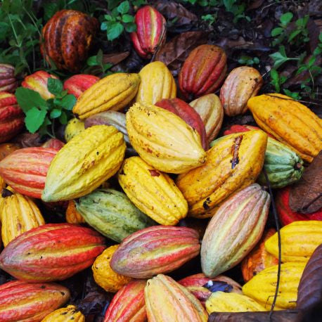 Cocoa Fruit Plants (Theobroma Cacao)