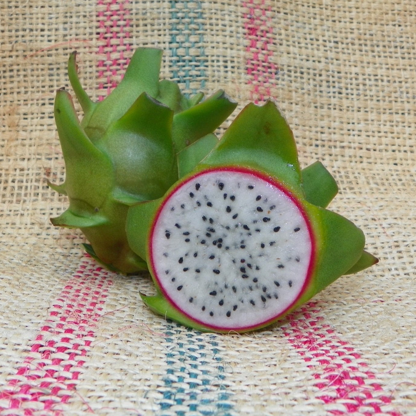 Connie Mayer Dragon Fruit Cuttings