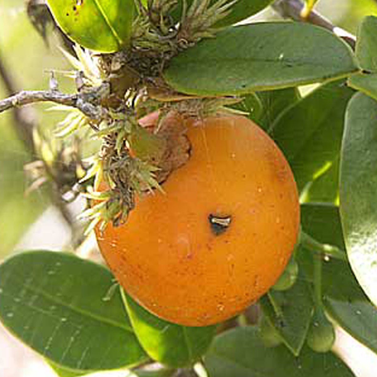 Cuban Mangosteen Fruit Plant (Garcinia Aristata)