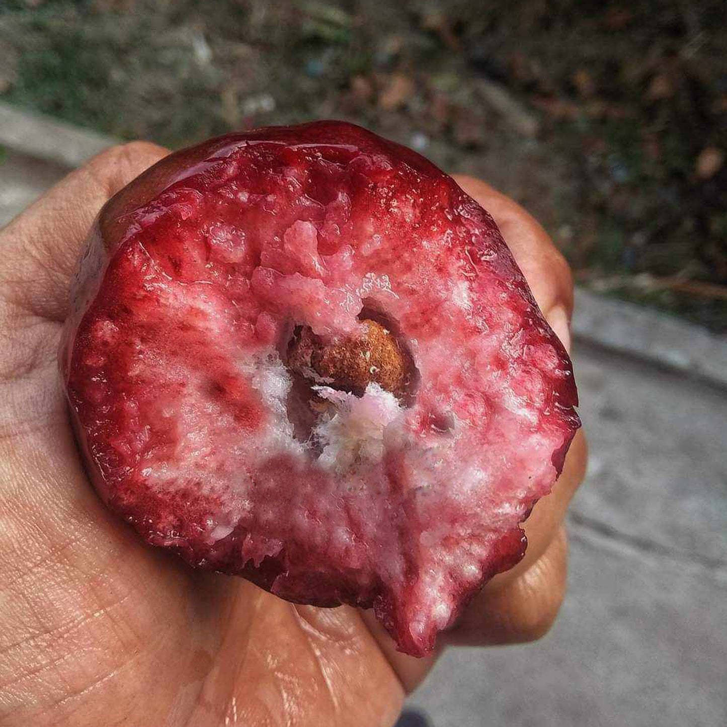 Dalhari Chamba Live plant (Syzygium Samarangense)