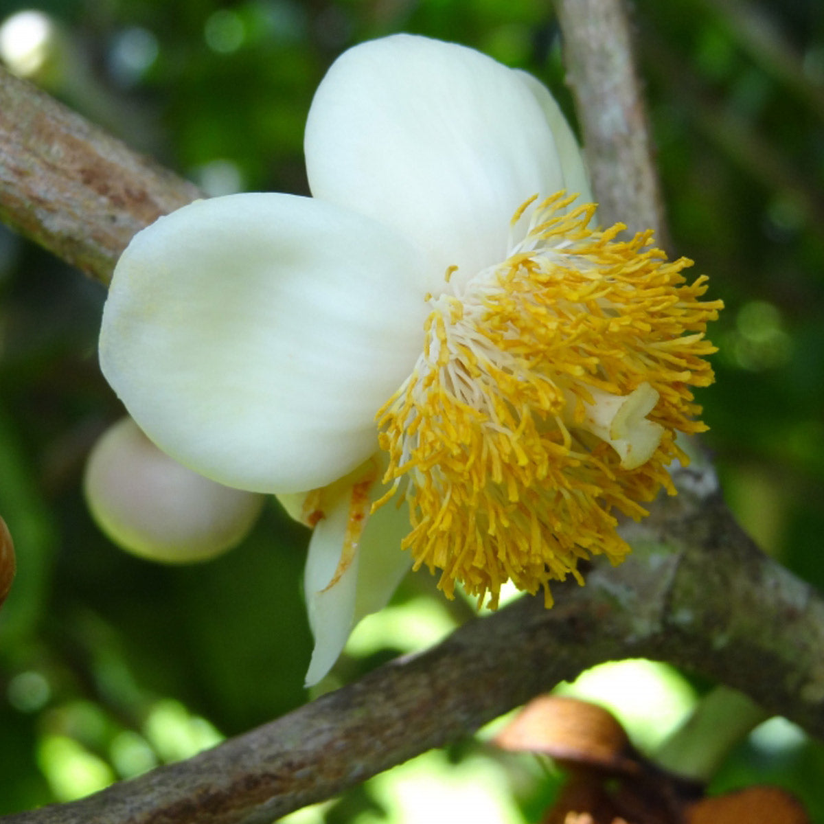 African Mammee Apple Fruit Plant (Mammea africana): A Valuable Tropical Treasure