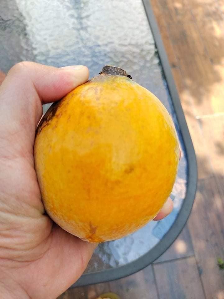 Gogo Fruit Plant (Salacia macrophylla)