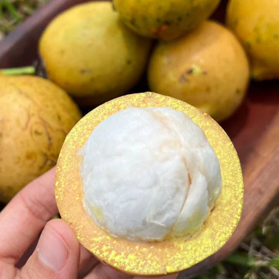 Garcinia Amazonica Fruit Plant (Garcinia amazonica)