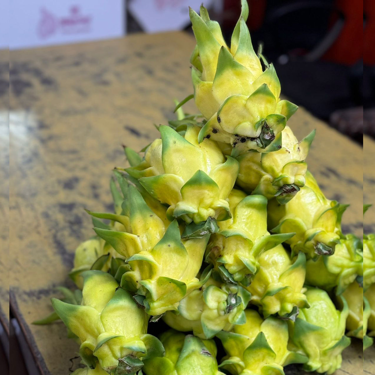 Israel Yellow Dragon Fruit Stem Cuttings (Selenicereus undatus)