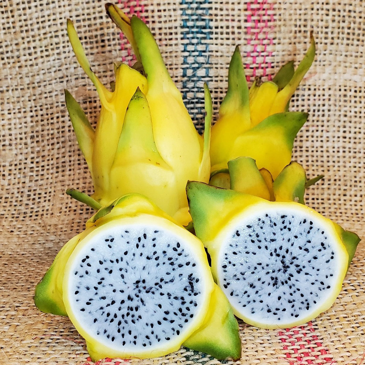 Israel Yellow Dragon Fruit Stem Cuttings (Selenicereus undatus) – veliyathgardens