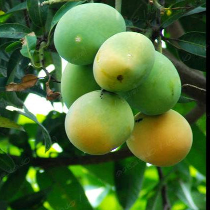 Kuttiattoor Mango Live Plant