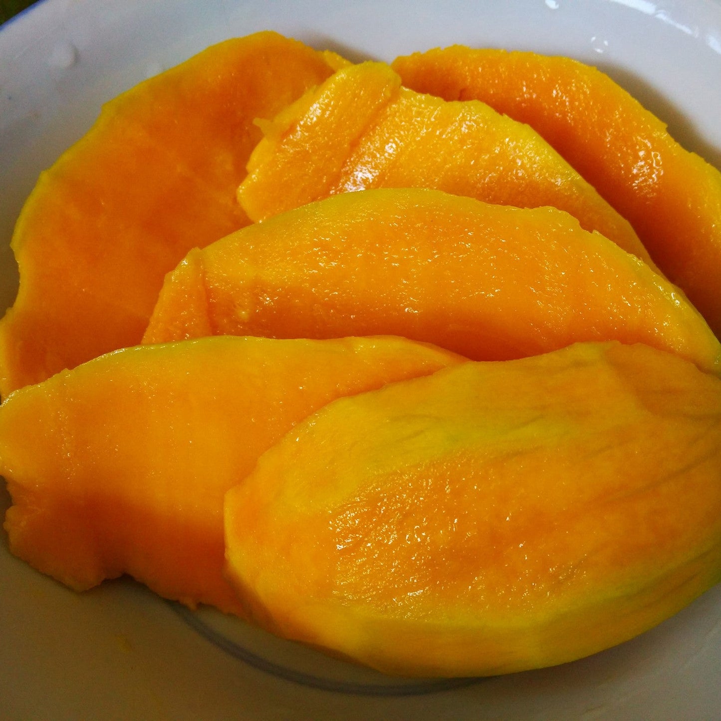 Kuwini Mango Fruit Plant (Mangifera odorata)