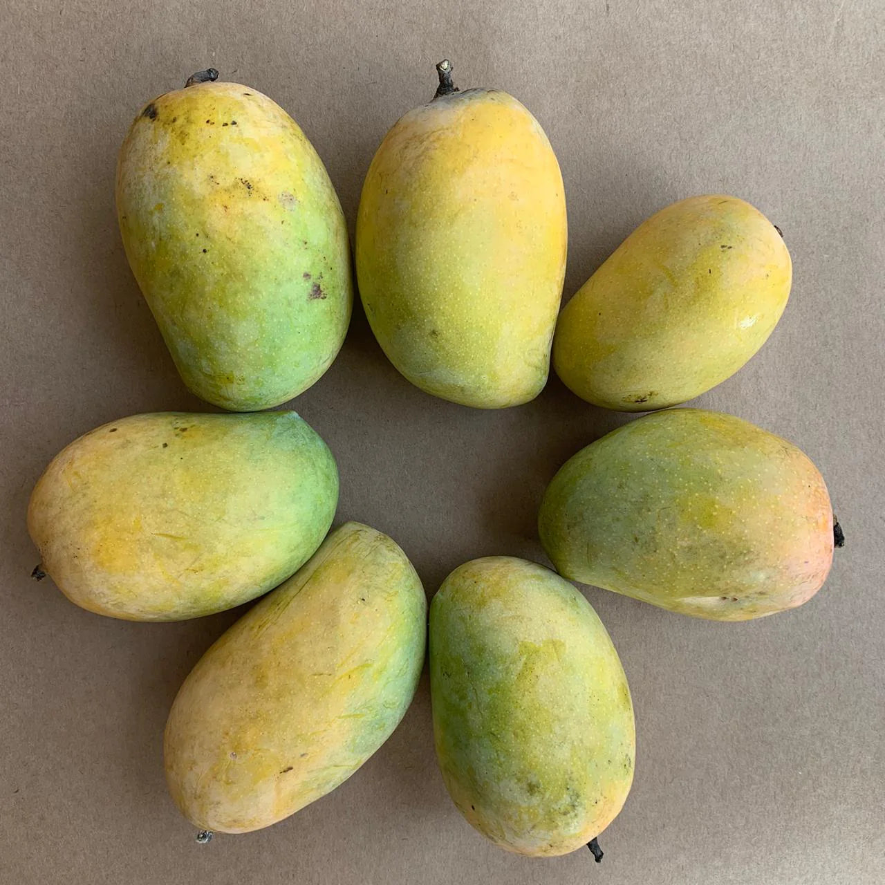 Kesar Mango Live Plant