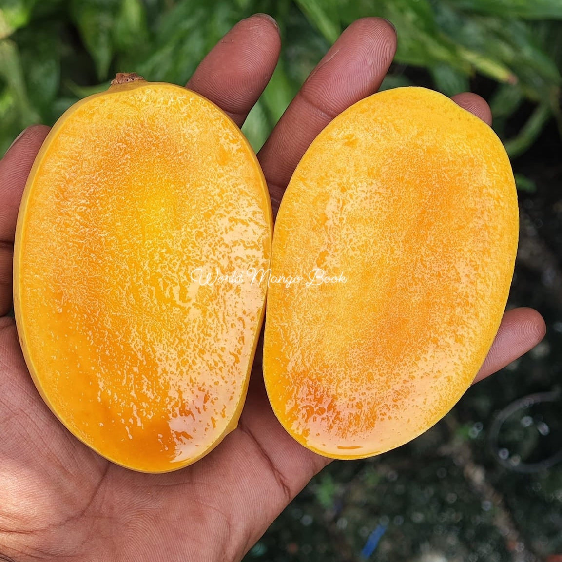 Kesar Mango Live Plant