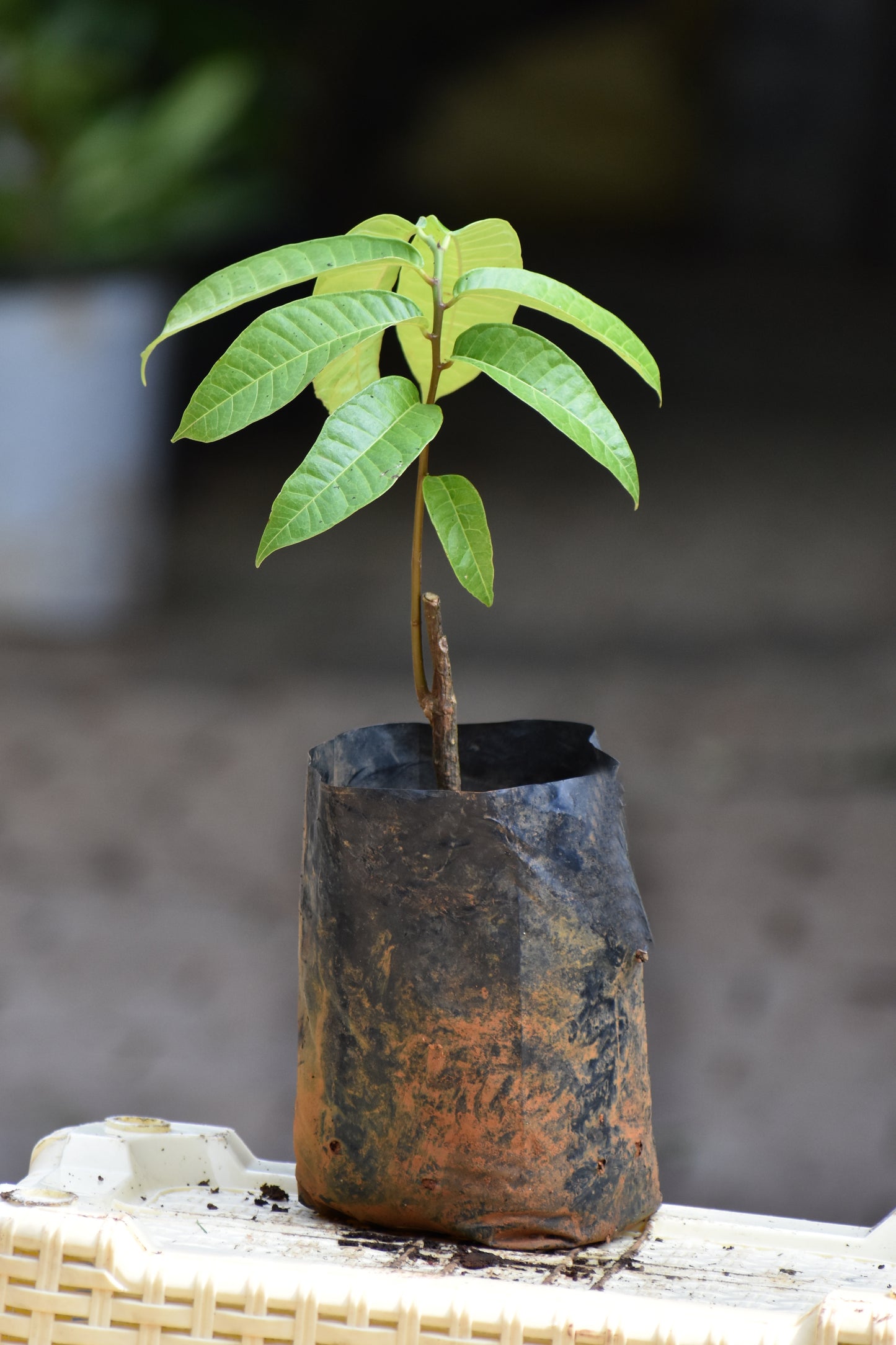 Kesusu Fruit Plants (Prainea Limpato)