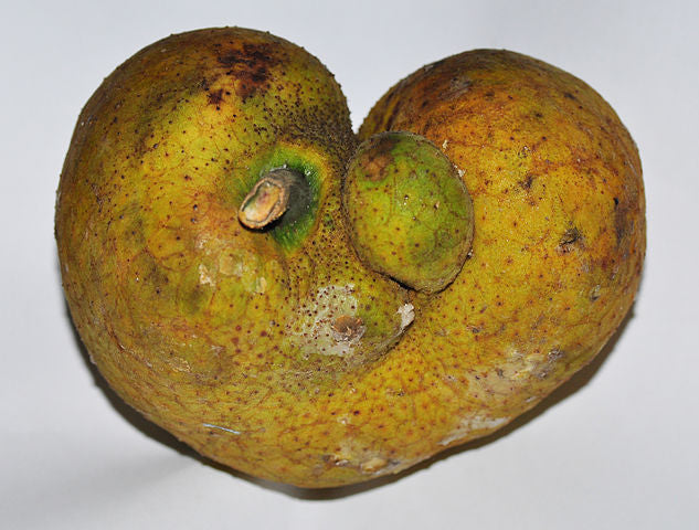 Lacucha Fruit Plant (Artocarpus lacucha)