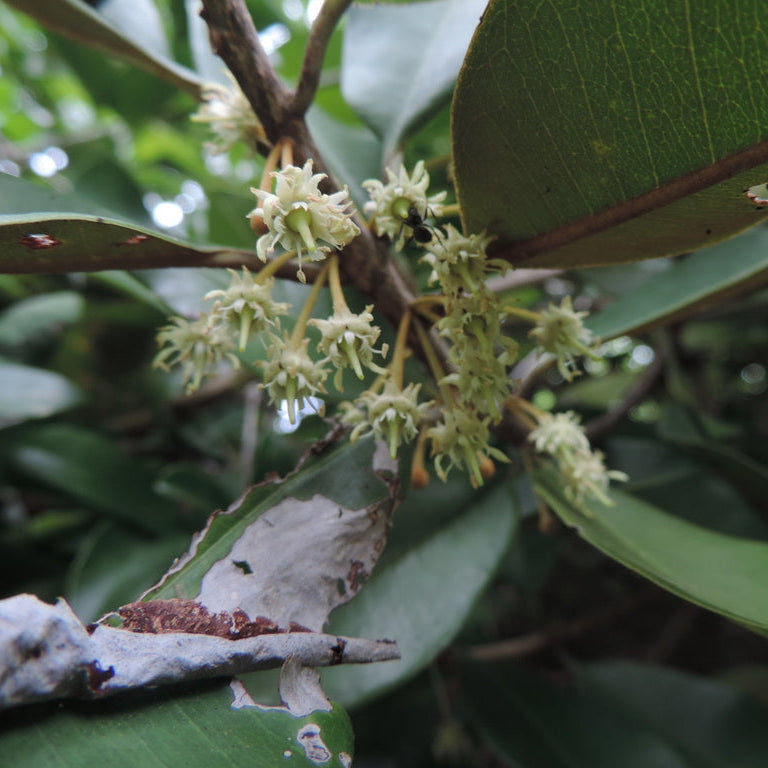 Black Massaranduba: A Rare and Resilient Fruit Plant (Manilkara salzmannii)
