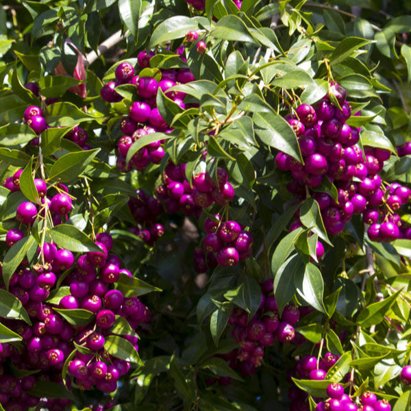 Lilly Pilly Fruit Plant (Syzygium Luehmannii)