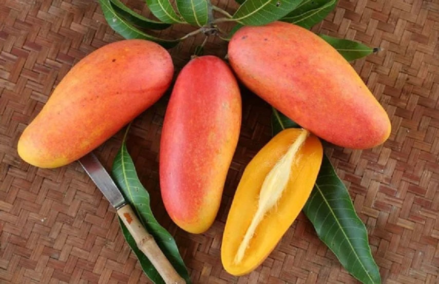 Mahachanok Mango