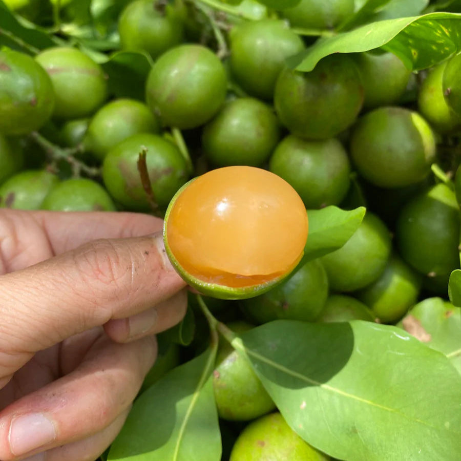 Spanish Lime Fruit Plant (Melicoccus bijugatus)