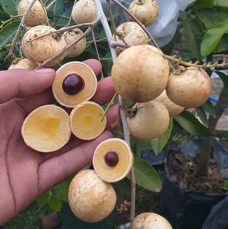 Matalada Longan Live Plant (Dimocarpus longan)