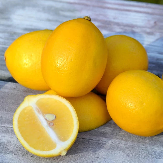 Meyer Lemon Live Plant (Citrus × meyeri)