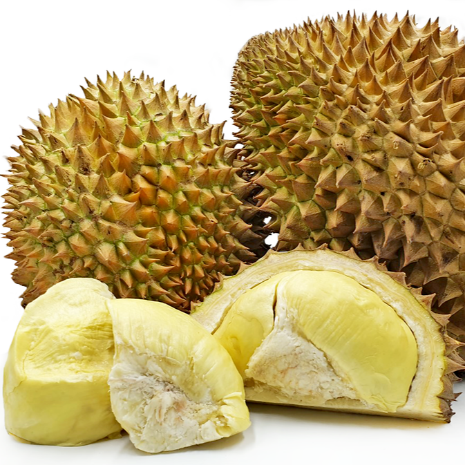 Monthong durian Live Plants