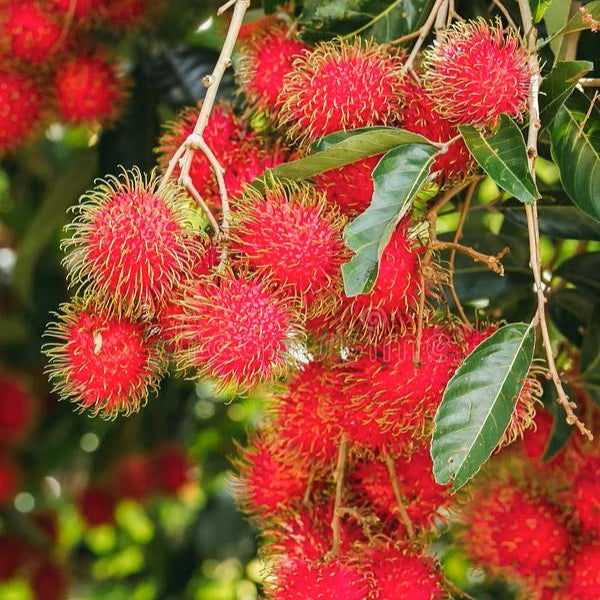 N18 Rambutan Live Plants (Red)
