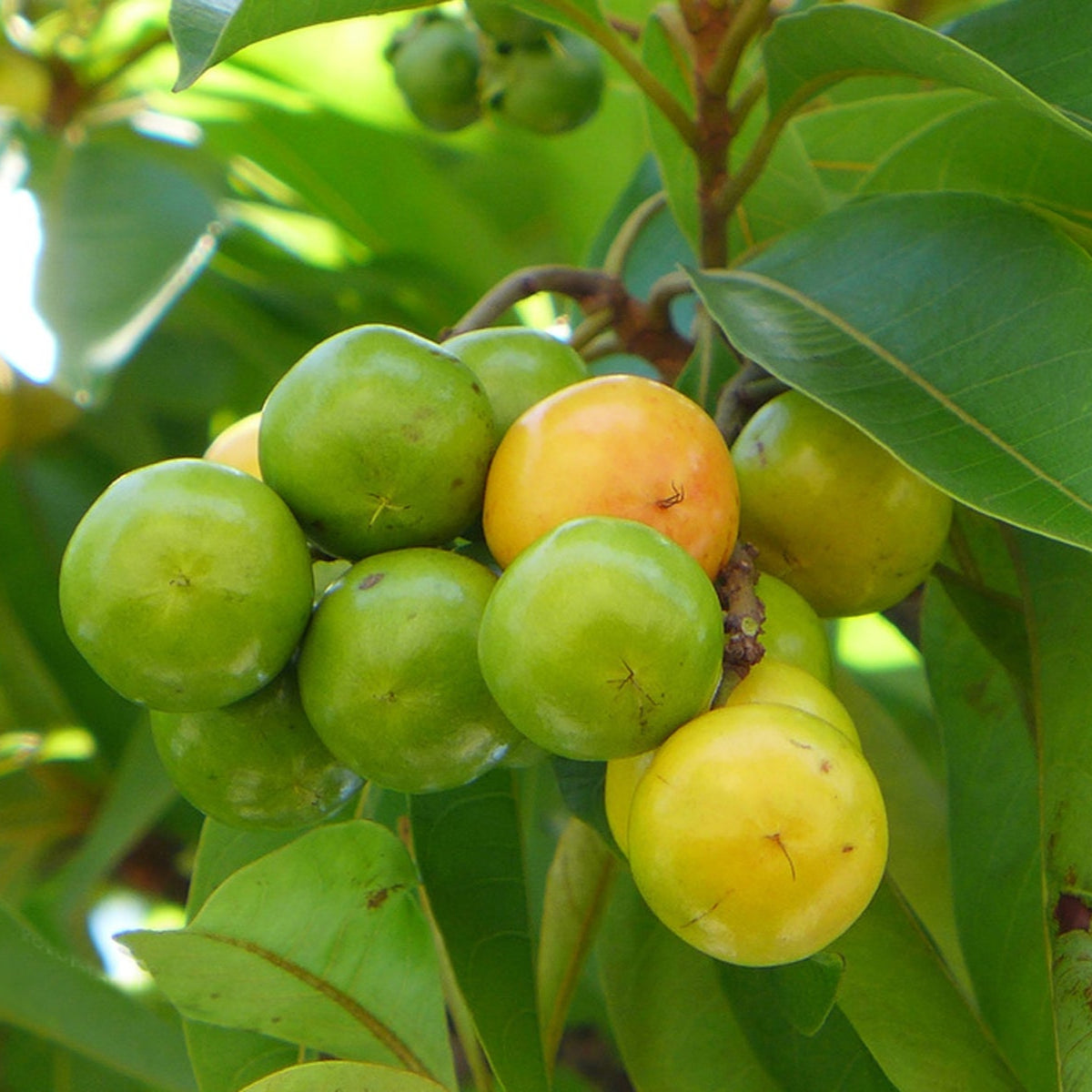 Yellow Nance Fruit Plants (Byrsonima Crassifolia)