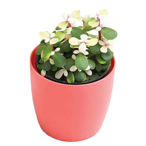 rainbow jade plant Rainbow Bush Jade Plant – veliyathgardens