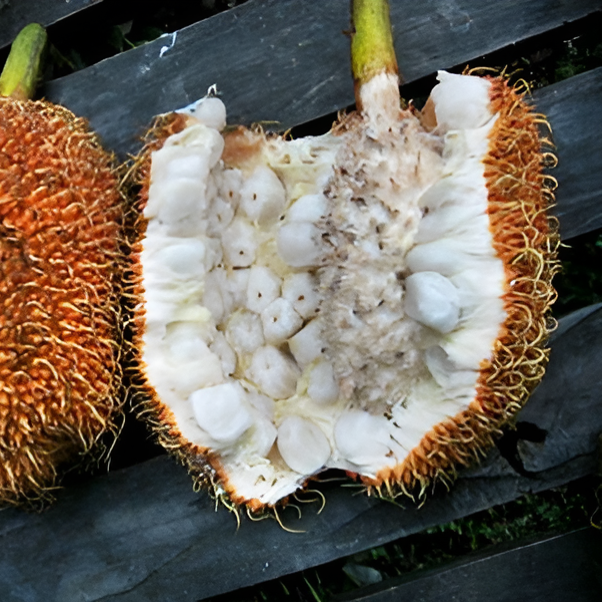 Pedalai Fruit Plant (Artocarpus Sericarpus)
