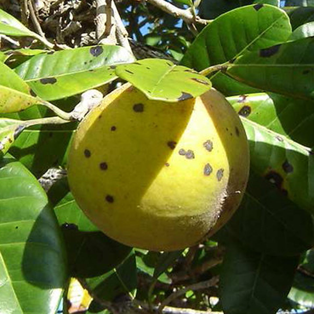 Pouteria macrocarpa: A Rare Tropical Treasure for Your Garden
