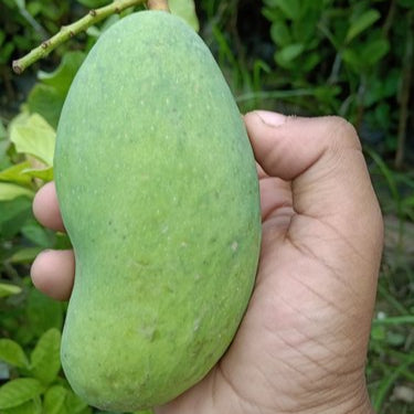All Season Mango Live Plants