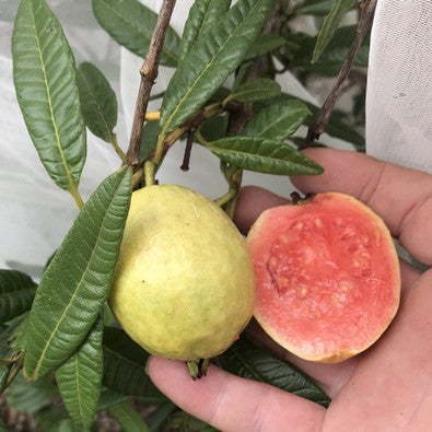 Narrow Leafed Guava Plant (Psidium striatulum)