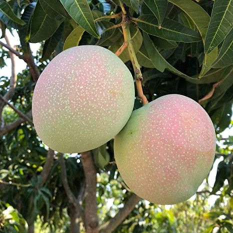 R2E2 Mango Live Plant (Mangifera indica)