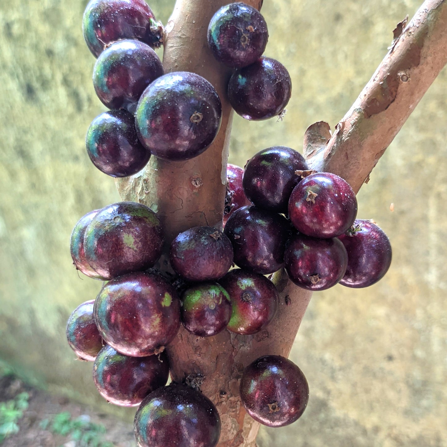 Jaboticaba Red Hybrid Fruit Plant (Plinia Cauliflora X Plinia Aureana)