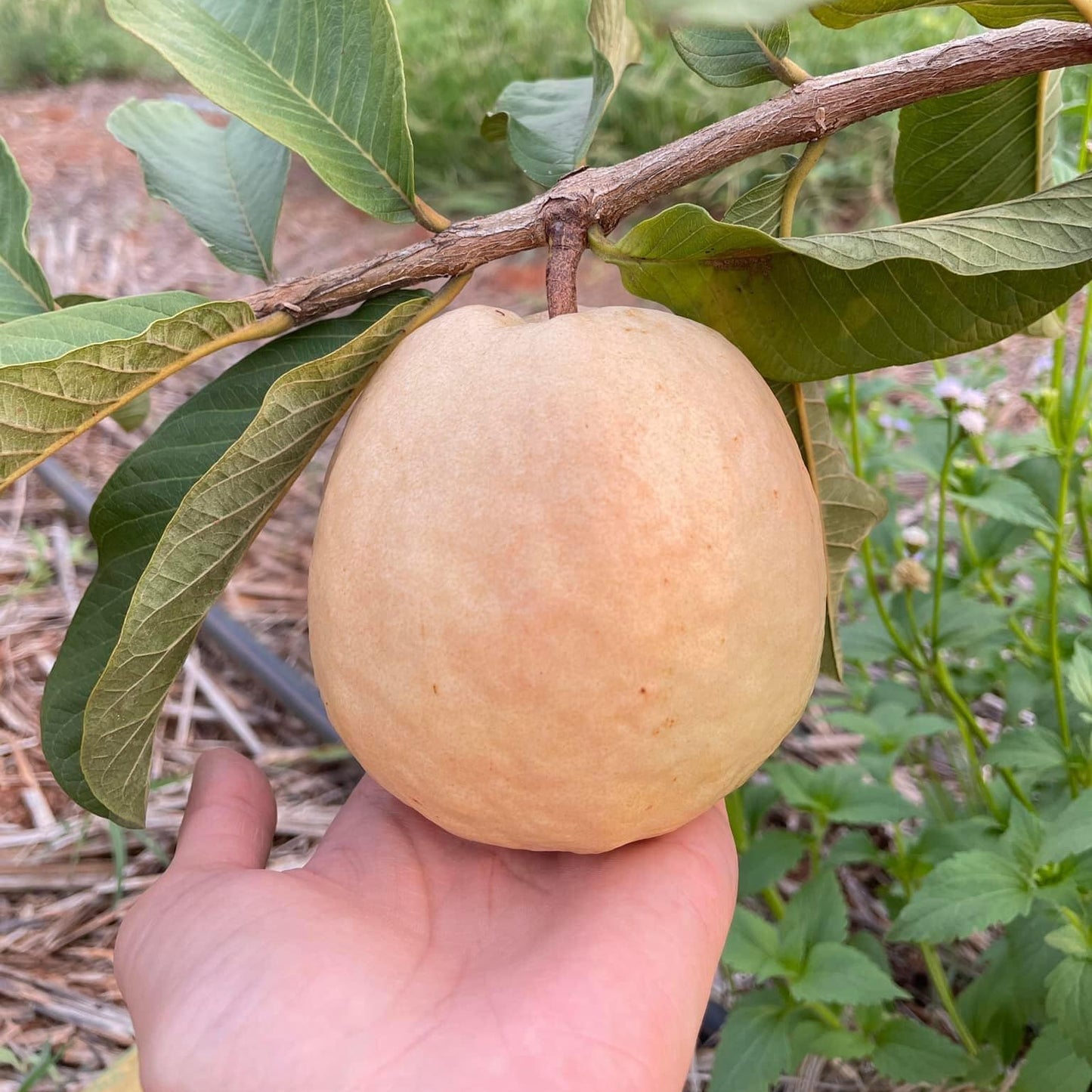 Red Seedless Guava Live Plants